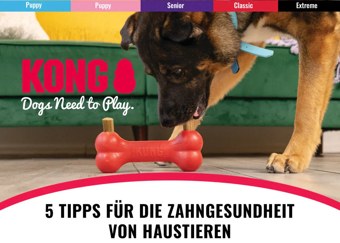 KONG, Zahntips, Haustieren, Voransicht